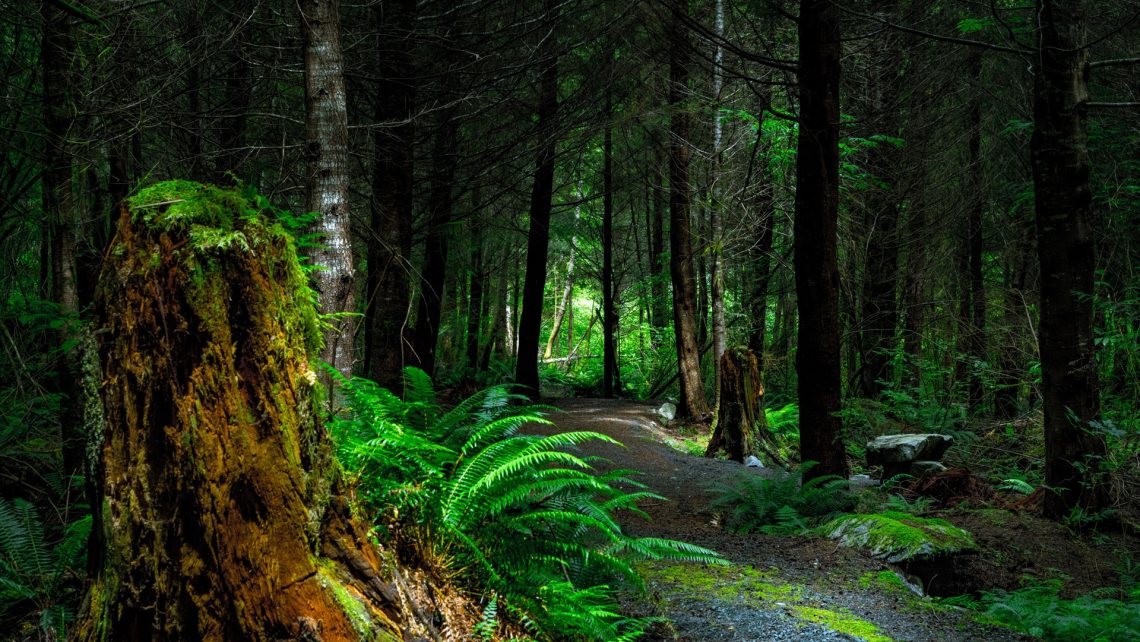 Life-Shaping Choices: The Compass of Our Character